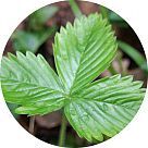 Лист земляники