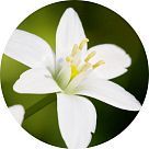 Парадизон (Paradisone)