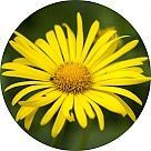 Гелиопсис (желтая ромашка)