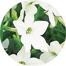 Белый табак