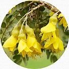 Цветок кауваи