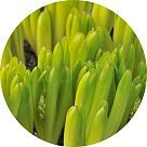 Лист гиацинта