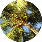 Кокосовая пальма