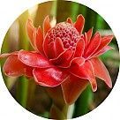 Цветок имбиря