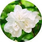 Жасмин Самбак