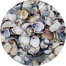 Морские раковины