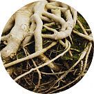 Корни растений