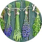 Ароматные травы