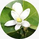 Цветок лайма