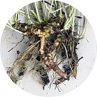 Корень фиалки