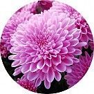 Хризантема