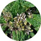 Мандрагора