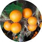 Наранхилла (луло)