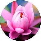 Розовый лотос