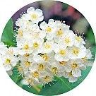 Цветок черного боярышника