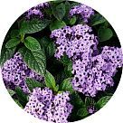 Гелиотропин