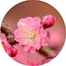 Цветок сливы