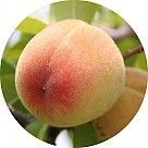 Белый персик