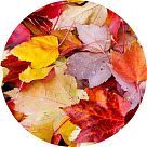 Опавшие листья