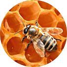 Пчелиный воск