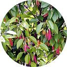 Гурьюнский бальзам