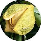 Цветок анноны