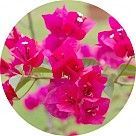 Бугенвиллея