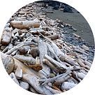 Влажная древесина