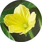 Цветок дыни