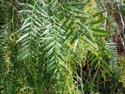 Перуанское перечное дерево