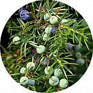 Можжевельник (каде)