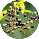 Литцея кубеба