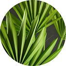 Лист пальмы