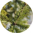 Нулу бальзам