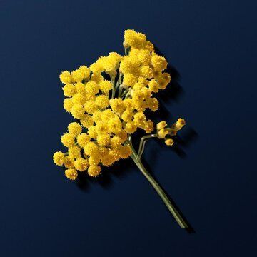 Сен Жан (Saint Jean)