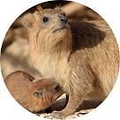 Африканский камень (хирацеум)