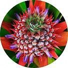 Цветок ананаса