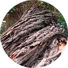 Пероба (янтарное дерево)