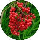 Волчья ягода