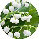 Махониаль (Mahonial)