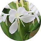 Имбирная лилия