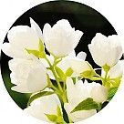 Жасмин грандифлорум