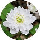 Василистник