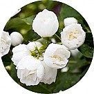 Чубушник (садовый жасмин)