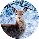 Мускон (Muscone)