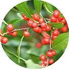 Падуб мутовчатый