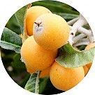 Мушмула японская