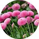 Маргаритка