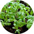 Кресс-салат