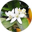 Цветок мандарина